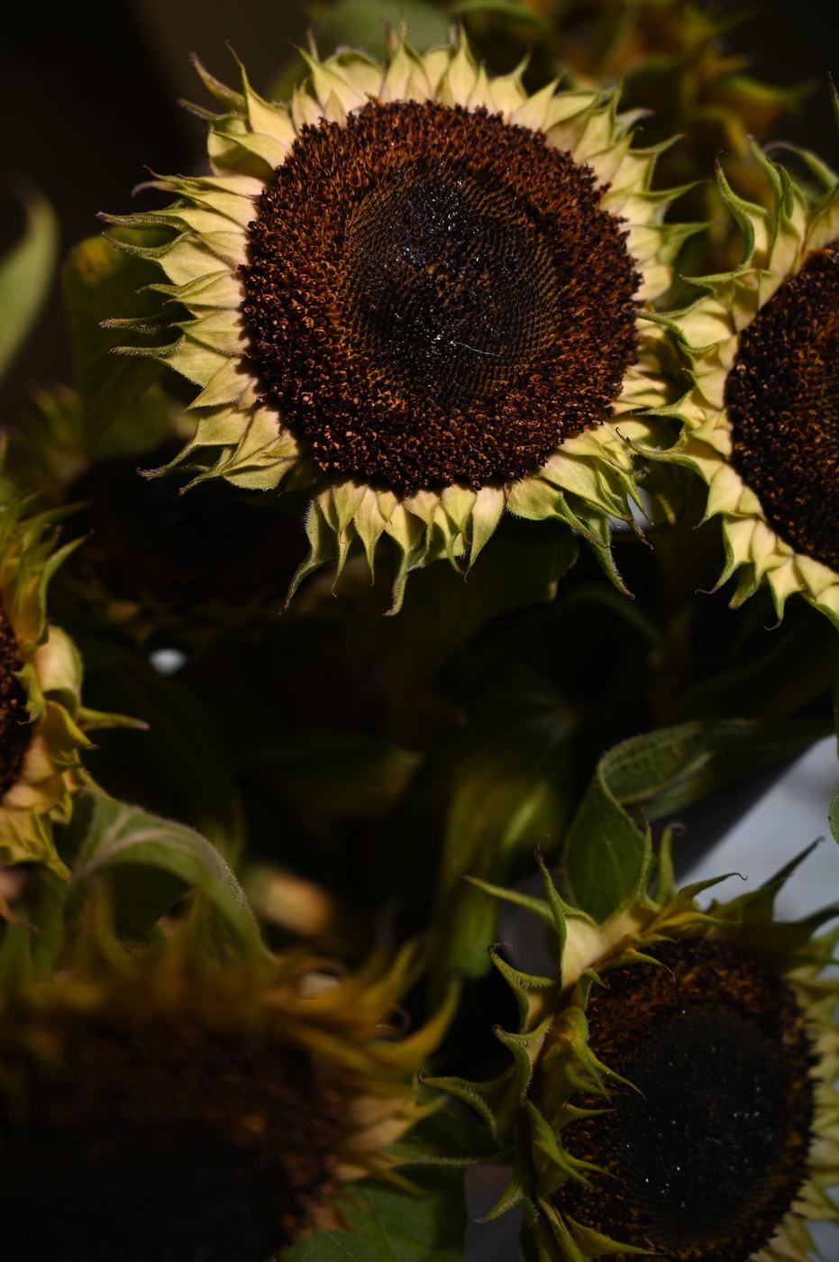 Zonnebloemen in avondlicht
